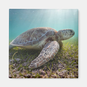 薄暗がり  Akumal湾の緑のウミガメ マグネット