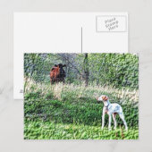 薄棒対牛モー比 ポストカード (正面/裏面)