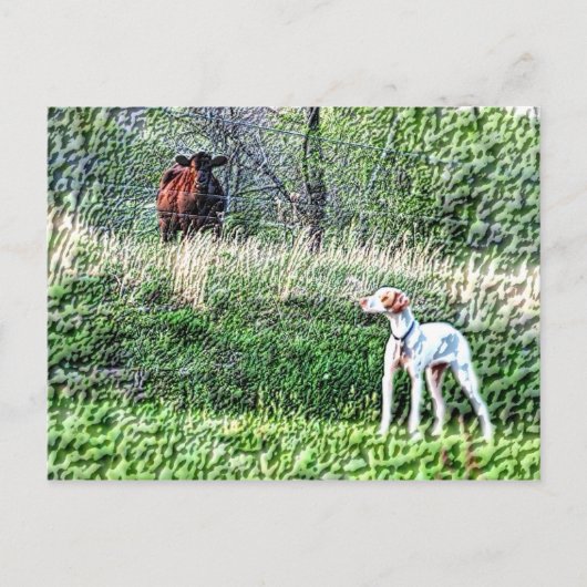 薄棒対牛モー比 ポストカード (正面)