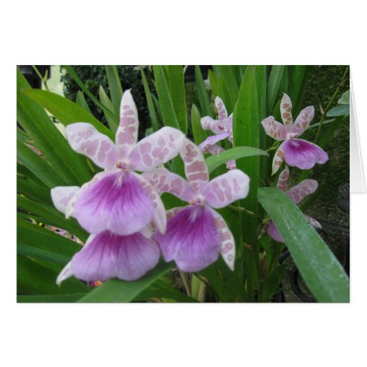 薄紫および白い蘭カード (正面横)