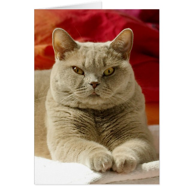 薄紫のイギリスのshorthair猫 (正面)