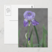 薄紫の箱に咲く紫菖蒲 ポストカード (正面/裏面)