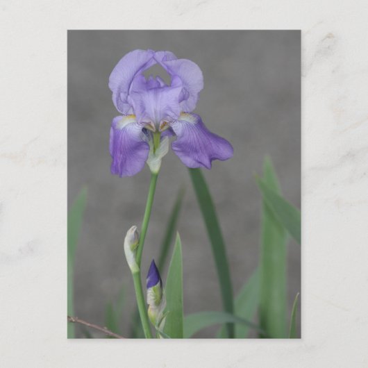 薄紫の箱に咲く紫菖蒲 ポストカード (正面)