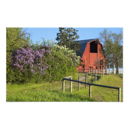 薄紫の開花の茂みと木の中のマグピー フォトプリント            (正面)