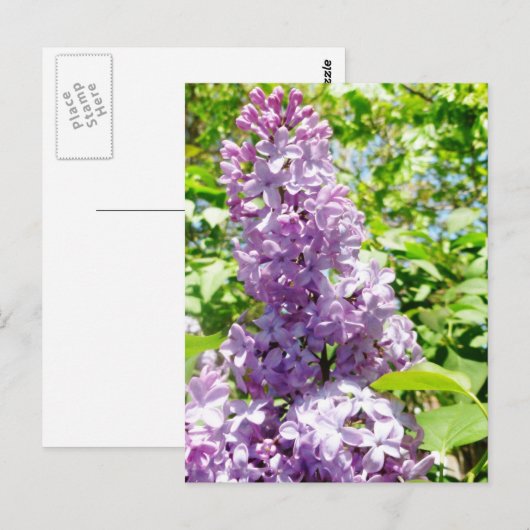 薄紫はがき ポストカード (正面/裏面)