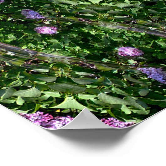 薄紫ガーデンハウス… ポスター (角)