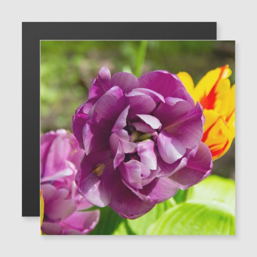 薄紫チューリップ (正面/裏面)