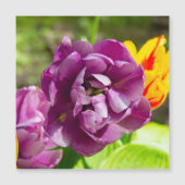 薄紫チューリップ (正面)