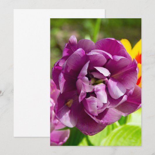 薄紫チューリップ (正面/裏面)