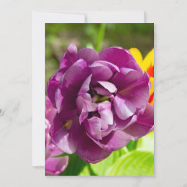 薄紫チューリップ