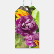 薄紫チューリップ