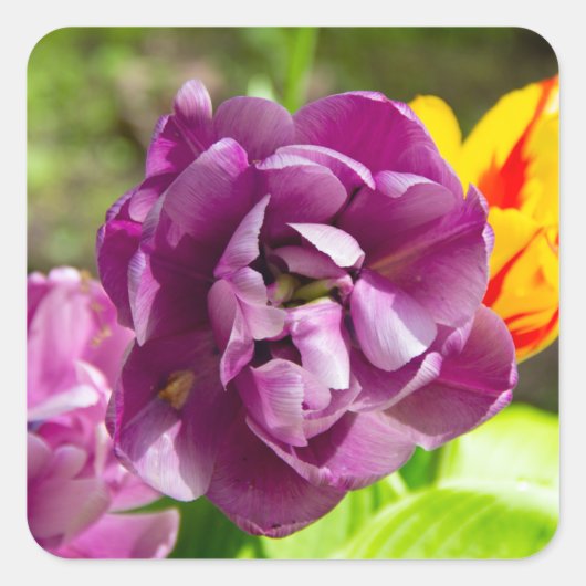 薄紫チューリップ スクエアシール (正面)