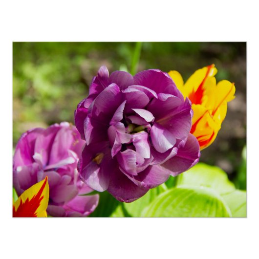 薄紫チューリップ ポスター (正面)