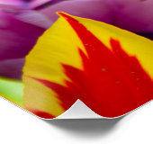 薄紫チューリップ ポスター (コーナー)