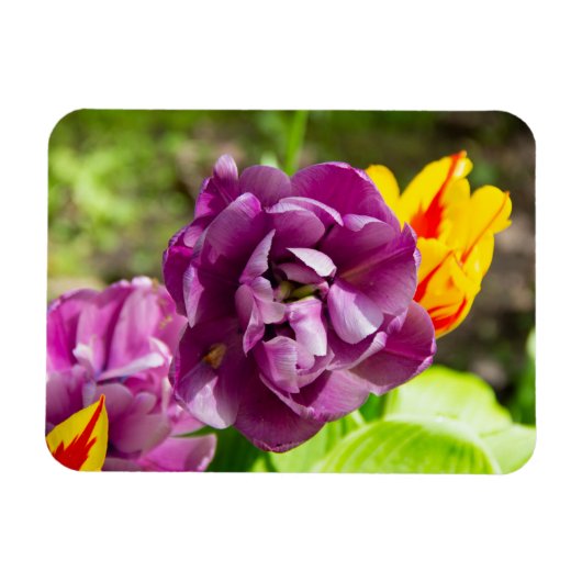 薄紫チューリップ マグネット (横)