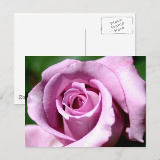 薄紫バラ ポストカード (正面/裏面)