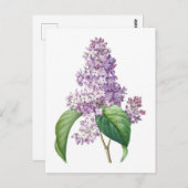 薄紫フラワーズレッドヴェボタニカルイラストレーション ポストカード (正面/裏面)
