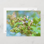 薄紫フラワー – Primus Inter Pares ポストカード (正面/裏面)