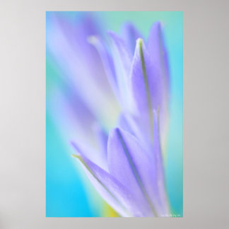 薄紫フレア ポスター