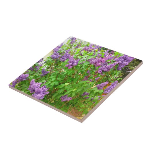 薄紫ブッシュのタイル タイル (側面)