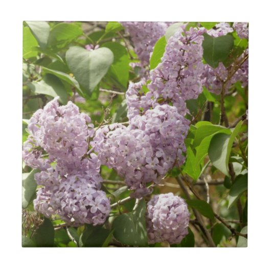 薄紫ブッシュビューティフルパープル春の花 タイル (正面)