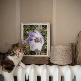 薄紫ブルーアネモーンコロナリアワイルドフラワー絵画ズ ポスター