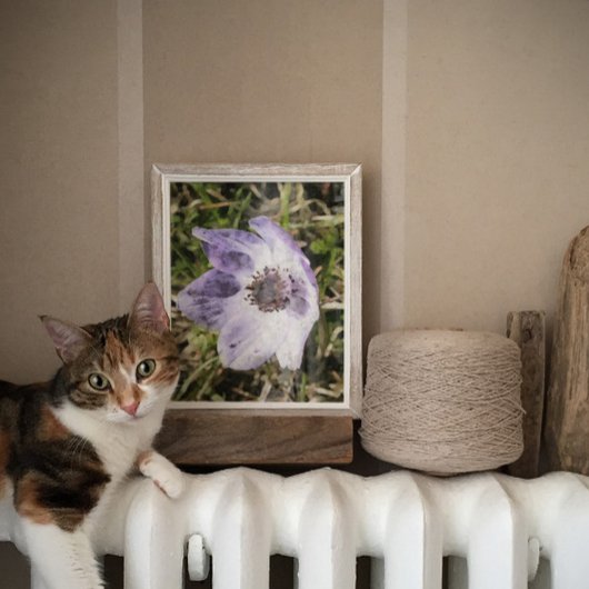 薄紫ブルーアネモーンコロナリアワイルドフラワー絵画ズ ポスター