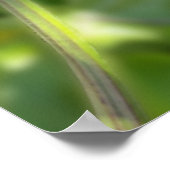 薄紫幕 ポスター (角)