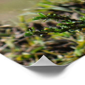 薄紫焼きローラーバード ポスター (角)