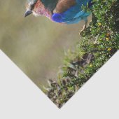 薄紫焼きローラーバード 薄葉紙 (詳細)