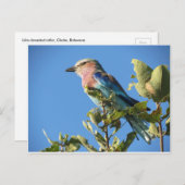 薄紫焼きローラ葉書 ポストカード (正面/裏面)