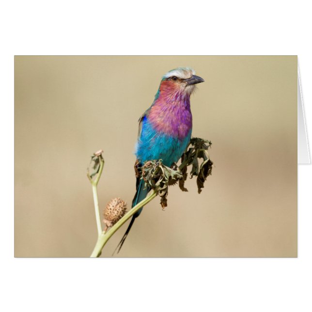 薄紫焼きローラ (正面横)