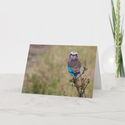 薄紫焼きローラ，タンザニア シーズンカード (正面)