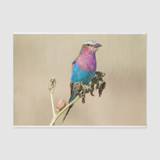 薄紫焼きローラ 薄葉紙 (正面)