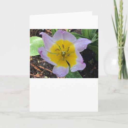 薄紫疑問に思チューリップ、カード カード (正面)