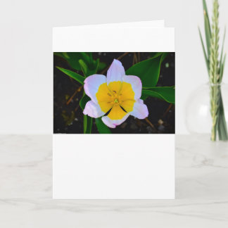 薄紫疑問に思チューリップ、カード カード