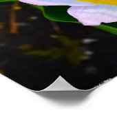 薄紫疑問に思チューリップ ポスター (角)