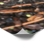 薄紫疑問に思チューリップ ポスター (角)