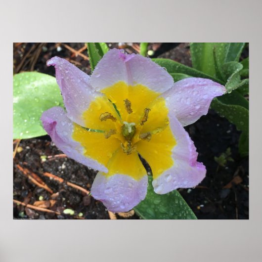 薄紫疑問に思チューリップ ポスター (正面)