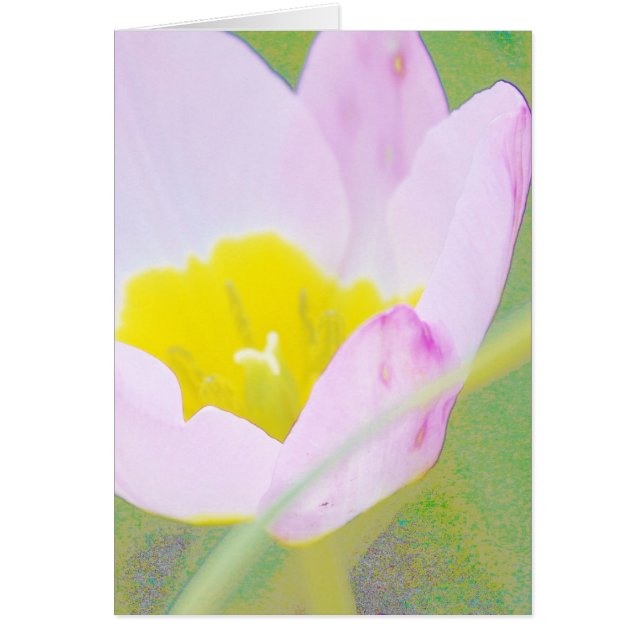 薄紫色のチューリップ花 (正面)