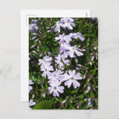 薄紫色の花びら シーズンポストカード (正面/裏面)