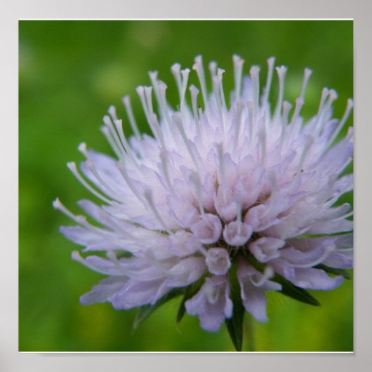 薄紫色の花 ポスター (正面)