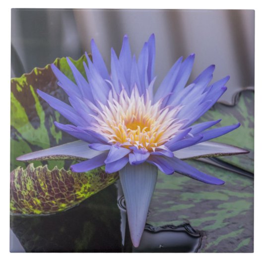 薄紫色の《植物》スイレンビューセラミックタイル タイル (正面)