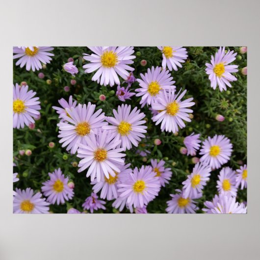 薄紫色 ポスター (正面)