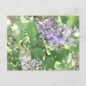 薄紫花春開花自然撮影 ポストカード (正面)