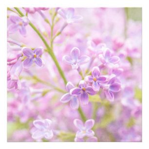 薄紫花霧 フォトプリント