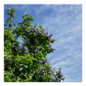 薄紫開花 ポスター (正面)