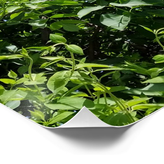 薄紫開花 ポスター (コーナー)