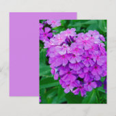 薄紫 (正面/裏面)