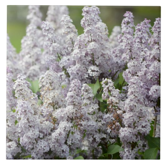 薄紫 タイル (正面)